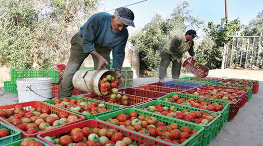 بسبب إصابتها بـ”فيروسات”.. روسيا تسعى لحظر استيراد الطماطم والفلفل من المغرب