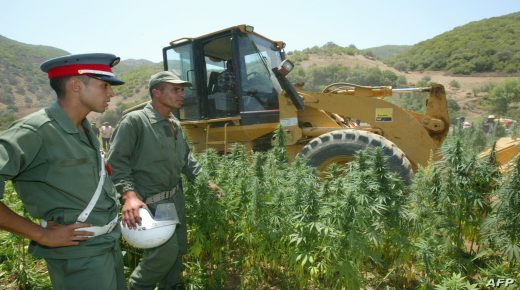 Moroccan police carry out the destruction of a field of cannabis at Elkolla, 100 kilometers from Larache in the northern Rif mountains 07 July 2005. The Moroccan authorities have reportedly carried out the destruction of 3,000 hectares of cannabis in the last month. Cannabis cultivation in Africa is increasing, especially in Morocco, where the drug is replacing other agricultural products, according to a UN report released Wednesday. Africa supplies 60-70 per cent of the cannabis products consumed in Europe. / AFP PHOTO / ABDELHAK SENNA