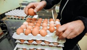 بعد الزيت.. زيادة جديدة في أسعار البيض بالمغرب