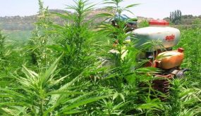 عامل ملحق بوزارة الداخلية مرشح بقوة لرئاسة وكالة تقنين القنب الهندي