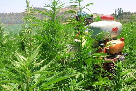 الكواليس الكاملة للتصويت على مشروع تقنين “الكيف”