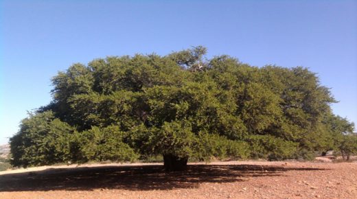 بمبادرة من المغرب : إعلان 10 ماي من كل سنة، يوما عالميا لشجرة الأركان، وهذه هي الأسباب