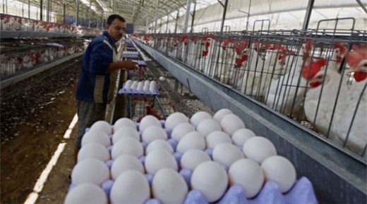 تقرير رسمي يكشف إرتفاع أسعار البيض واللحوم الحمراء خلال رمضان المقبل