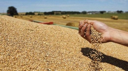 تحسن انتاج الحبوب في العالم