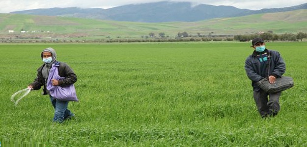 القيمة المضافة الفلاحية قد تصل إلى 130 مليار درهم برسم سنة 2021