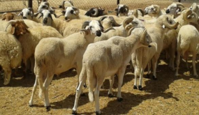 إطلاق عملية ترقيم 8 ملايين رأس من الأغنام والماعز الموجهة للذبح بمناسبة عيد الأضحى