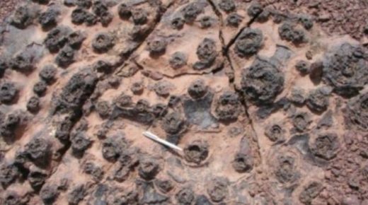 جامعة محمد الأول بوجدة تكشف النقاب عن اكتشافات حفرية ثمينة