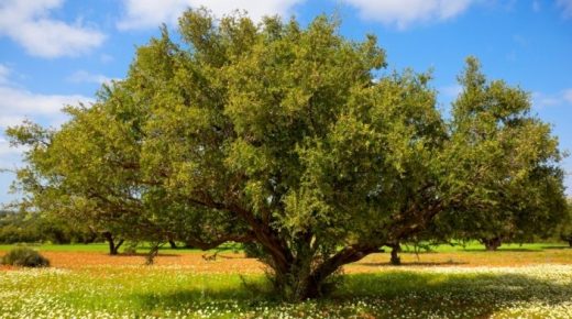 المغرب والأمم المتحدة يحتفيان الاثنين المقبل بأكادير باليوم العالمي الأول لشجرة الأركان