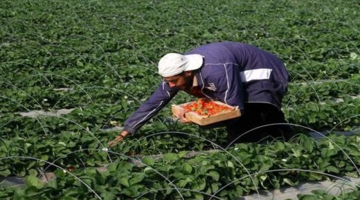 انطلاقا من اليوم.. إسرائيل تسمح لقطاع غزة بتصدير منتجاته الزراعية