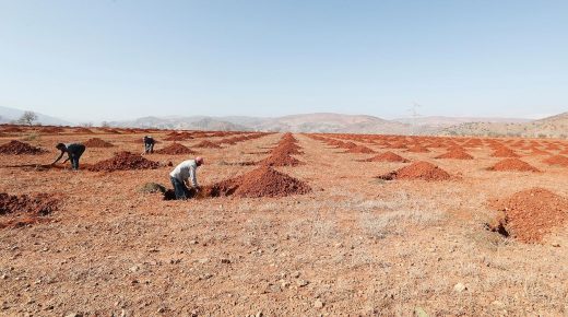 شفشاون إعداد مشروع لتأهيل غابة “سوكنا” عبر تشجير وتخليف 1100 هكتارا