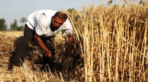 وزراة الزراعة الأمريكية: المغرب يحقق رقما قياسيا في إنتاج القمح