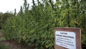 بعد المغرب…إسبانيا تناقش رفع التجريم عن إستعمال القنب الهندي لأغراض طبية