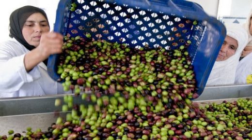 المغرب يزيح إسبانيا من عرش إنتاج الزيتون