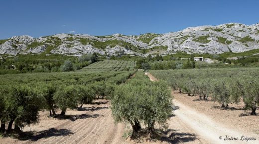 أكثر من نصف مساحات أشجار الزيتون بالمغرب محصورة في جهتين فقط