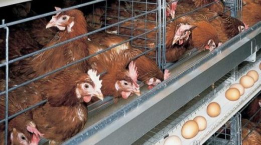 وزير الفلاحة: المغربي يستهلك 19 كلغ من الدجاج و177 بيضة في السنة