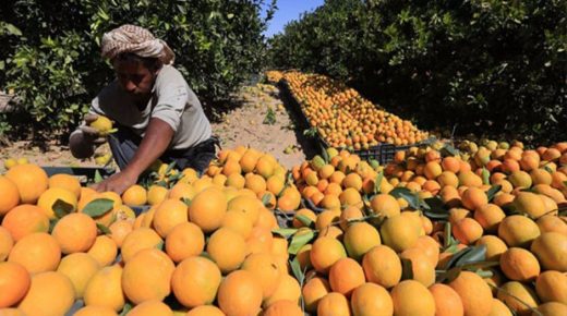 ارتفاع أسعار البرتقال بالأسواق المغربية.. وهذه هي التفاصيل!