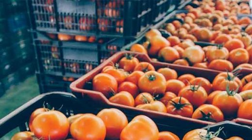 المغرب يخفض صادرات الطماطم.. و مسؤول حكومي : الكمية المسموح بها 500 ألف طن