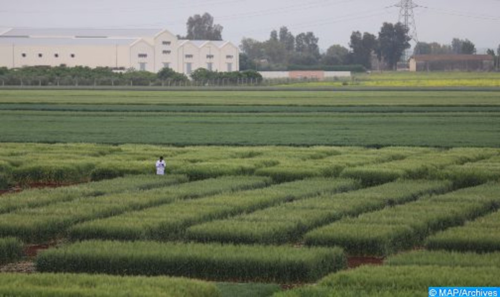 إرادة ملكية لجعل الفلاحة الوطنية رافعة للتنمية