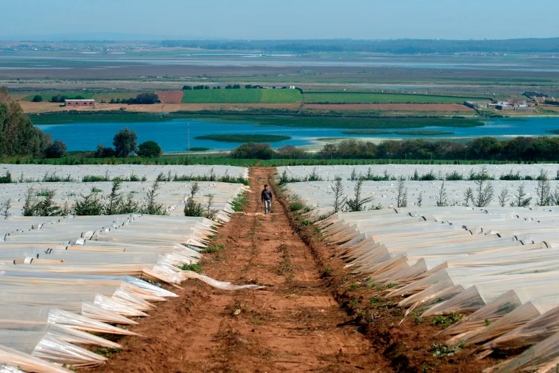 المغرب يطلق مشروعاً فلاحياً ضخماً في الداخلة للسقي بمياه البحر