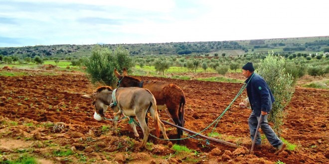 الاجهاد المائي أزمة هيكلية بالمغرب وتطوير الزراعات ضرورة مُلحّة