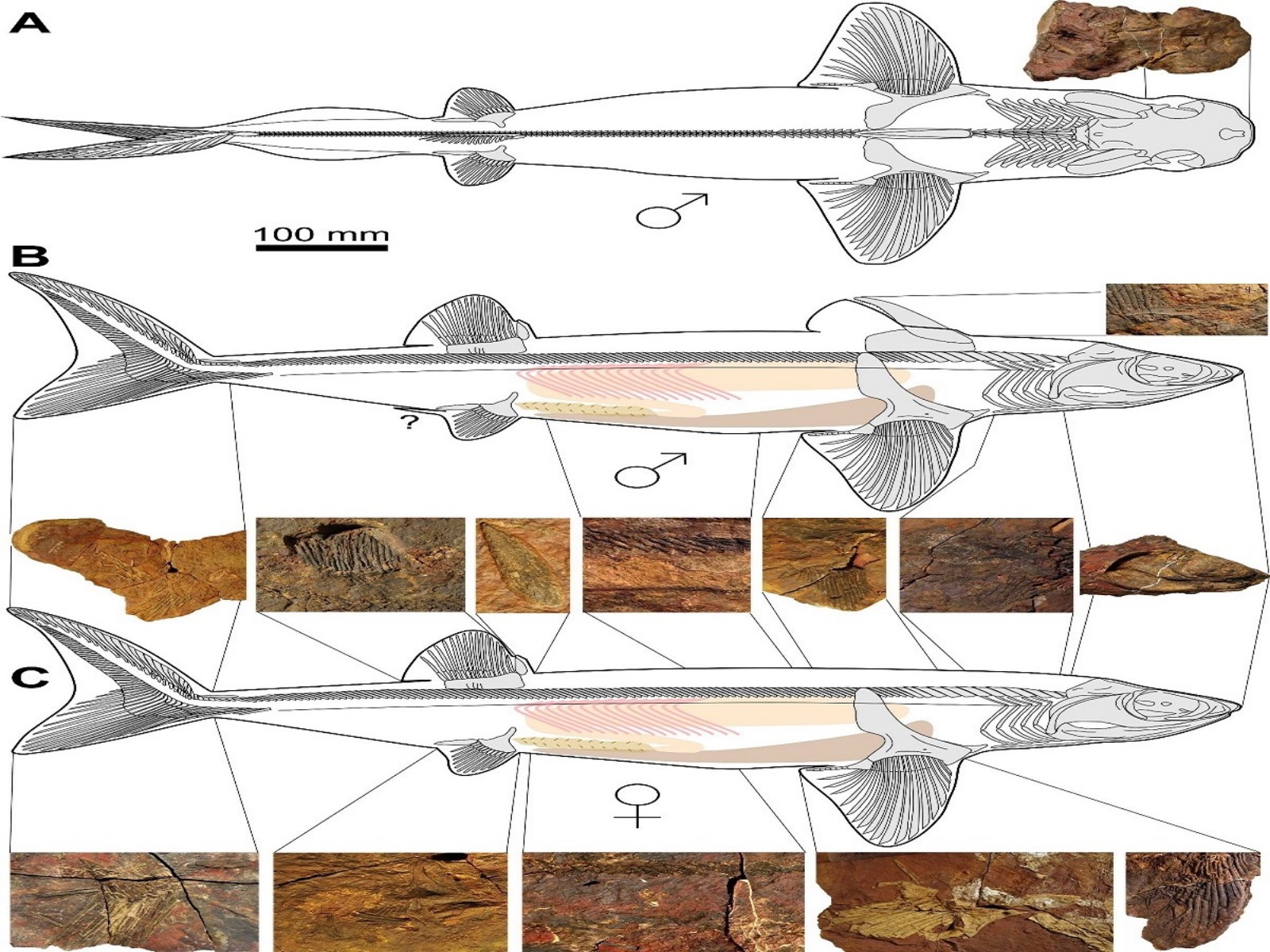 اكتشاف سمكة قرش عاشت ما قبل 363 مليون سنة بالمغرب
