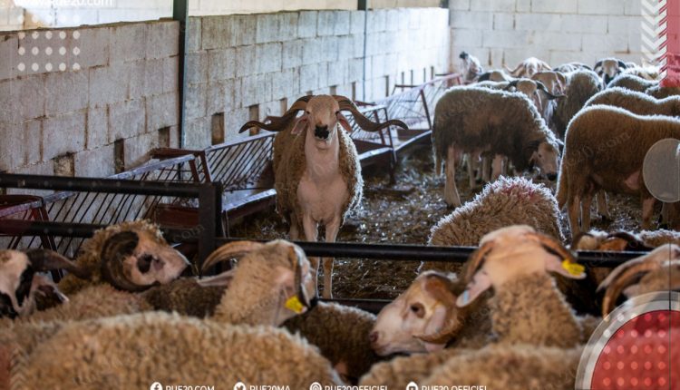 بعد الأبقار.. شحنة من رؤوس الأغنام تصل ميناء طنجة لتعزيز سوق اللحوم