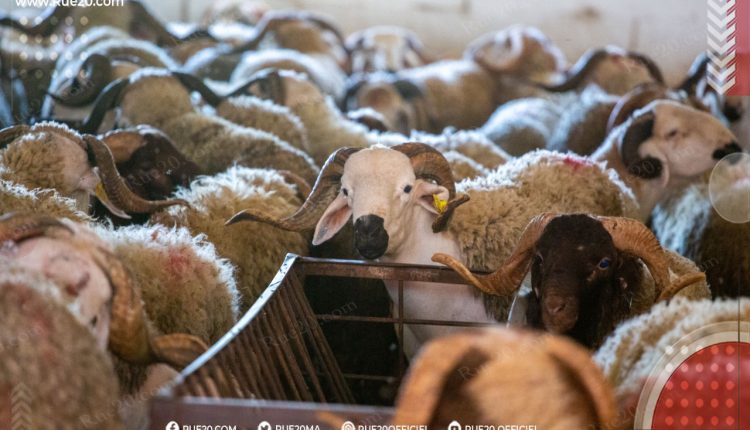 الحكومة تطمئن المغاربة : أضاحي العيد متوفرة و بأسعار معقولة