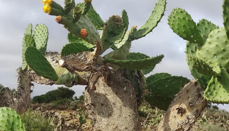 نبات الصبار يقاوم الحشرة القرمزية وينبعث من جديد