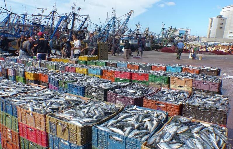 ارتفاع قيمة منتجات الصيد الساحلي والتقليدي المسوقة