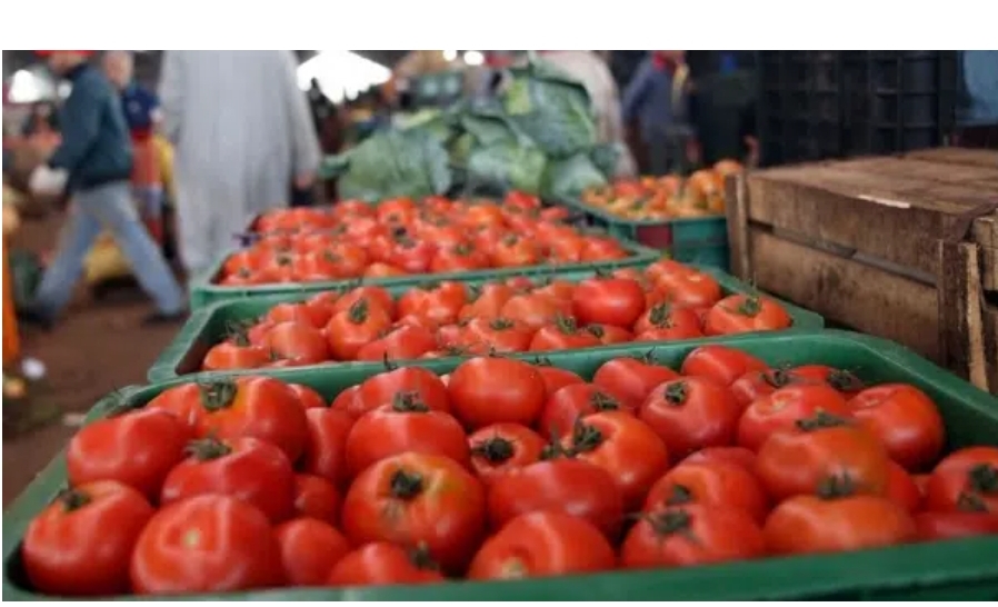 المغرب يزيح إسبانيا ليصبح أكبر مصدر للطماطم نحو الاتحاد الأوروبي