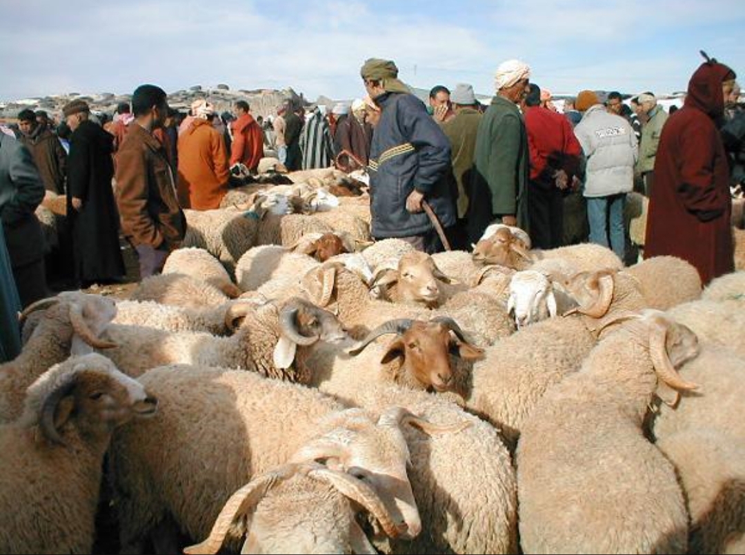 الحكومة: عرض أضاحي العيد يفوق الطلب والحالة الصحية للقطيع الوطني جيدة