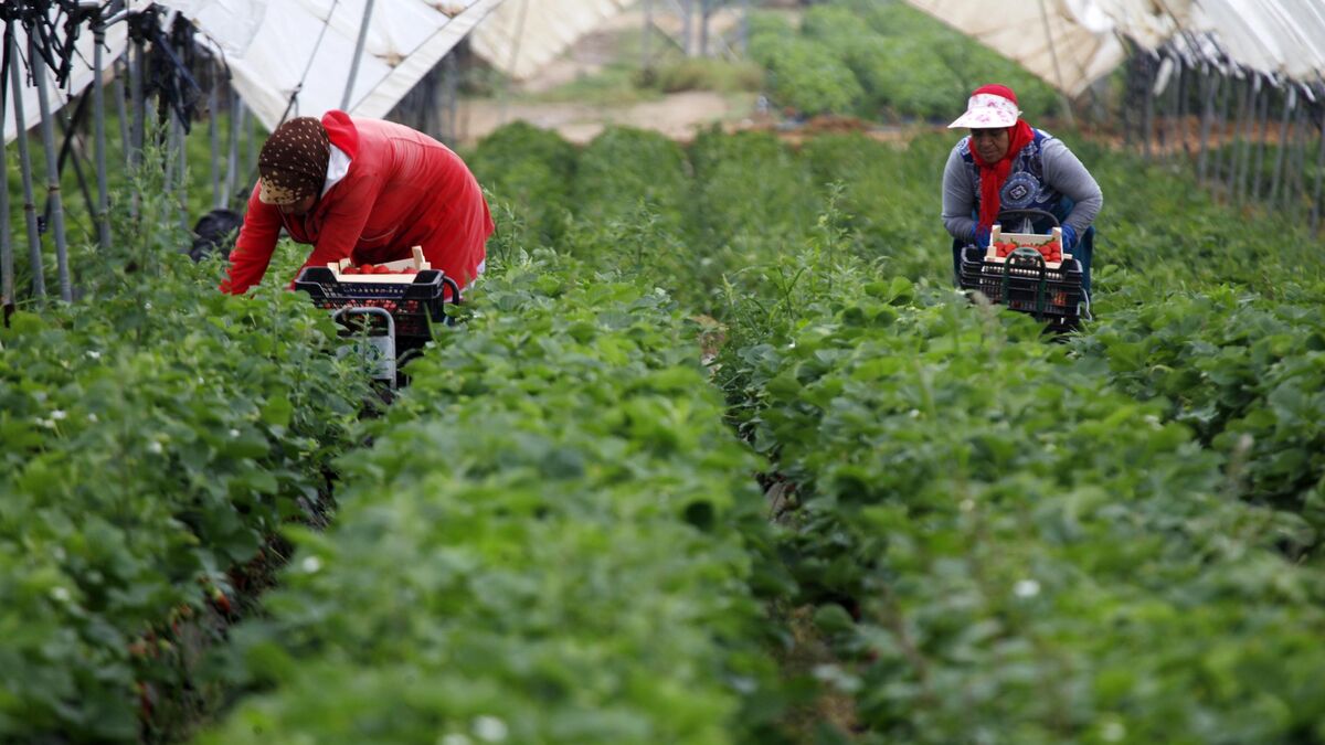 3000 عاملة مغربية تشرع في جني الفراولة بإسبانيا وسط تنظيم جديد يعزز الامتيازات