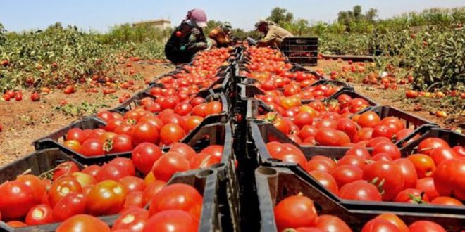 نار الأسعار تشتعل قبل رمضان.. والطماطم تسجل رقمًا قياسيًا جديدًا