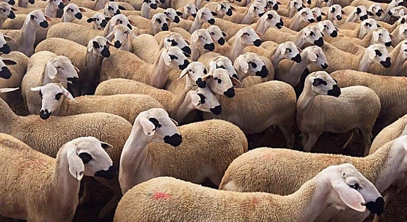 من الأغنام إلى أصل الداء.. من يحاسب من؟