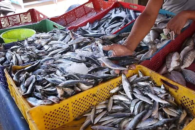 أزمة السردين تفجر مواجهة سياسية.. الـPJD يطالب بمساءلة وزير الفلاحة عن فوضى الأسعار