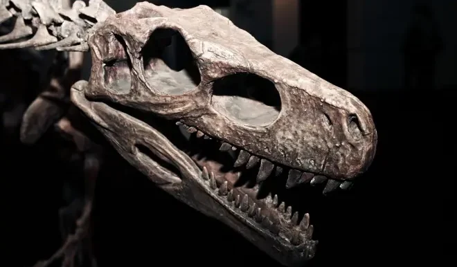 أراضي المغرب تواصل مفاجآتها.. فريق من علماء الحفريات يكتشف أقدم عظم لديناصور “سيرابودا” على الإطلاق