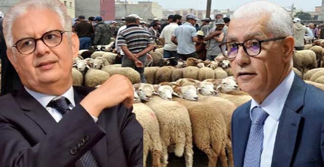 صراع الروايات حول دعم استيراد الأضحي.. 13 مليار ضاعت بلا أثر!