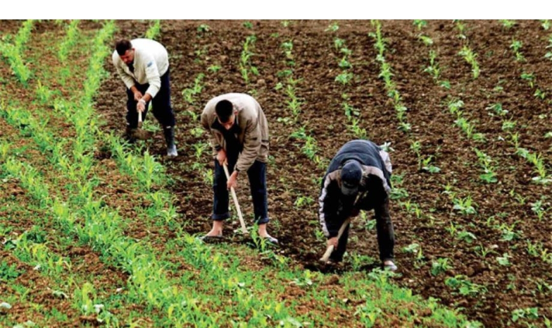 انتعاش النمو الاقتصادي الفلاحي بنسبة 5,1 في المائة