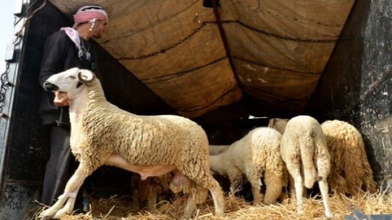 أموال المواشي تثير زوبعة داخل البرلمان والمعارضة تتهم الأغلبية بطمس الفضيحة