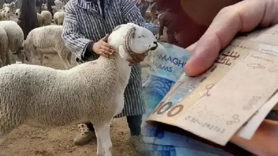 3 ملايير درهم لإنقاذ القطيع الوطني.. برنامج استثنائي لدعم الكسابين بتوجيهات ملكية