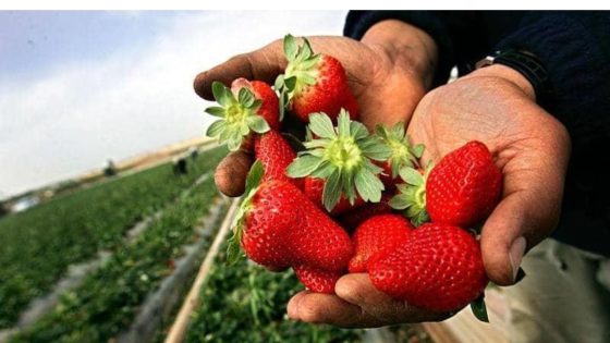 إذاعة فرنسا الدولية:”المغرب فاعل رئيسي في السوق العالمية للفواكه الحمراء”