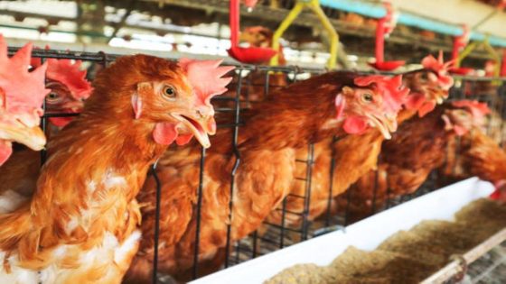 المغرب يعلّق استيراد لحوم الدواجن من البرازيل بسبب تفشي إنفلونزا الطيور