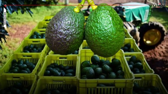 الأفوكادو المغربي يحقق موسما تاريخيا والصادرات تتجاوز 100 ألف طن رغم تراجع الأسعار