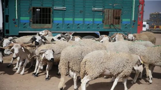 البيجيدي ينتقد دعم الحكومة للمستوردين ويحذر من المديونية والاحتكار في ملف الأضاحي