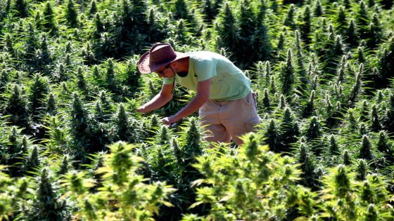 المغرب يعيد الاعتبار لـ”الكيف” المحلي في مواجهة الجفاف والأصناف الهجينة