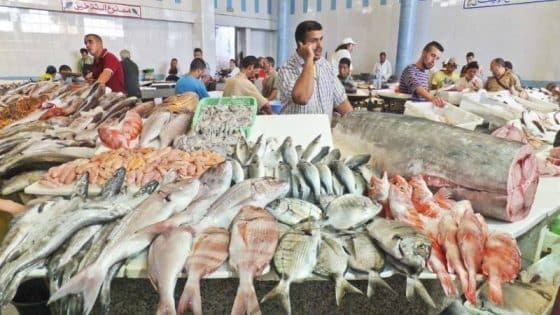 تراجع قيمة منتجات الصيد الساحلي والتقليدي إلى 6.14 مليار درهم مع نهاية يوليوز