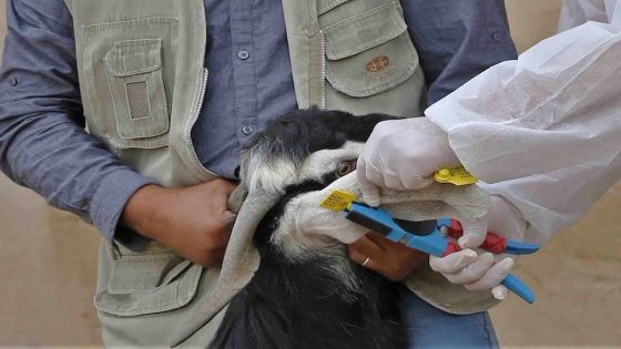 الكسابة يصرخون الدعم تأخر والأعلاف تحرق الجيوب والقطيع ينتظر الإنقاذ