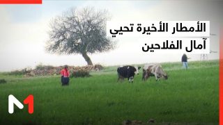 تأثير التساقطات المطرية الأخيرة على الفلاحة