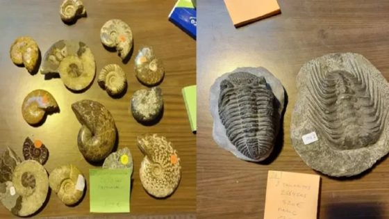 شبكات تهريب تنهب تراث المغرب الطبيعي وتورطه في سوق سوداء أوروبية