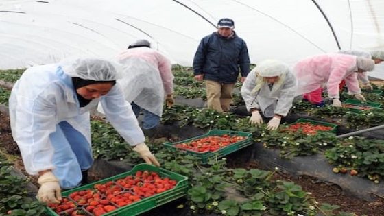 المغاربة في قلب سوق الشغل الإسباني رغم تراجع ظرفي للأجانب